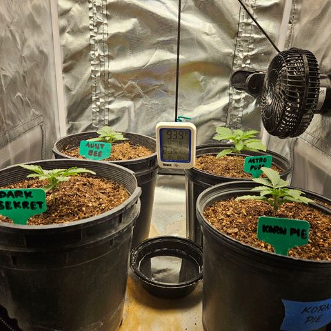 Red Velvet runtz  growlog timeline photo