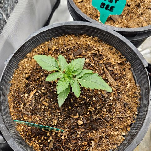 Red Velvet runtz  growlog timeline photo
