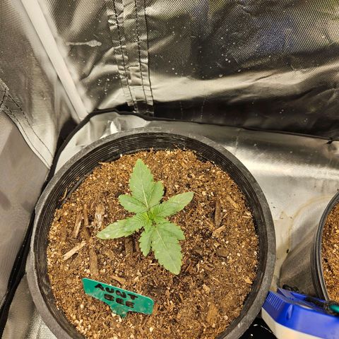 Red Velvet runtz  growlog timeline photo