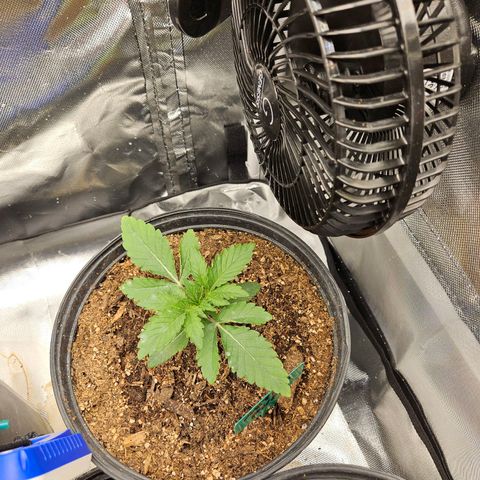 Red Velvet runtz  growlog timeline photo