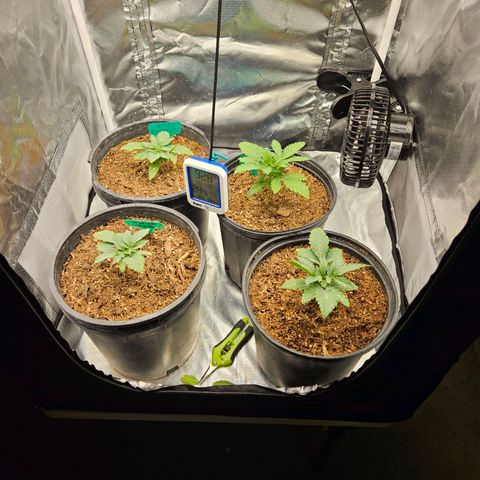 Red Velvet runtz  growlog photo: Booming 💥 💥 💥 💥 💥 💥 💥 
