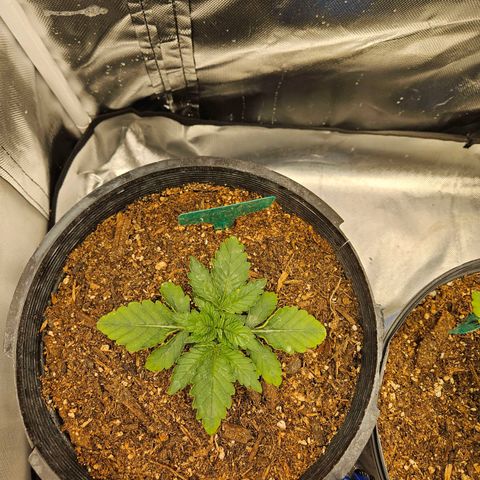 Red Velvet runtz  growlog photo: Booming 💥 💥 💥 💥 💥 💥 💥 