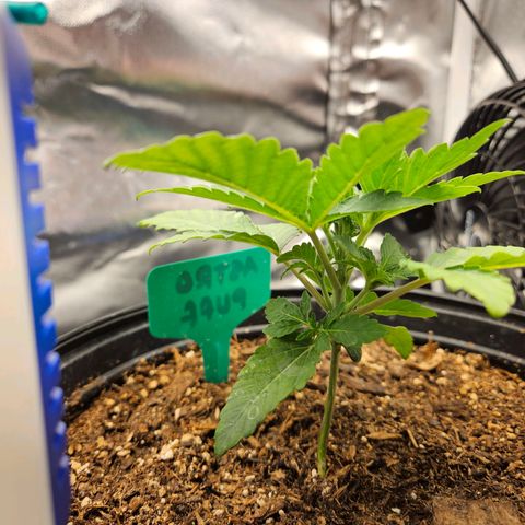 Red Velvet runtz  growlog photo: Booming 💥 💥 💥 💥 💥 💥 💥 