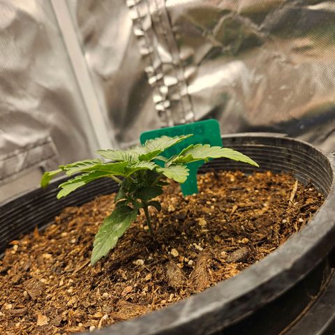 Red Velvet runtz  growlog photo: Booming 💥 💥 💥 💥 💥 💥 💥 