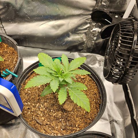 Red Velvet runtz  growlog photo: Booming 💥 💥 💥 💥 💥 💥 💥 