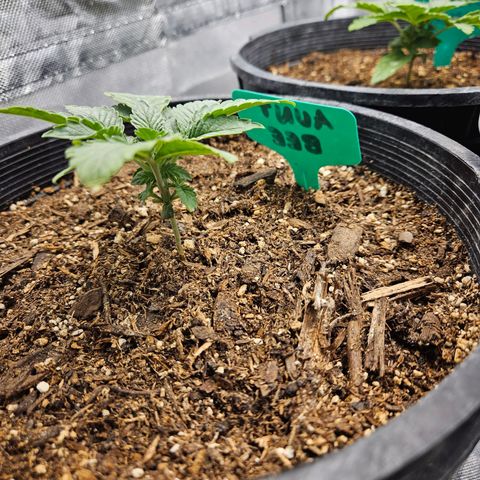 Red Velvet runtz  growlog photo: Booming 💥 💥 💥 💥 💥 💥 💥 