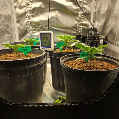 Red Velvet runtz  growlog photo: Booming 💥 💥 💥 💥 💥 💥 💥 