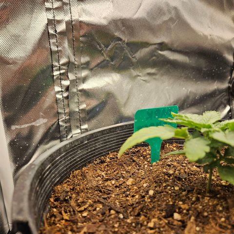 Red Velvet runtz  growlog photo: Booming 💥 💥 💥 💥 💥 💥 💥 