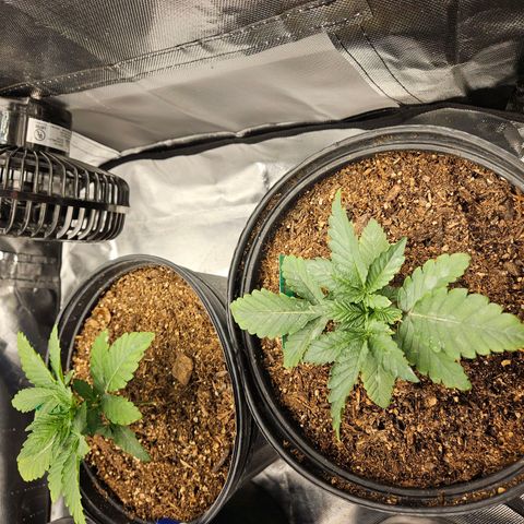 Red Velvet runtz  growlog photo: Booming 💥 💥 💥 💥 💥 💥 💥 