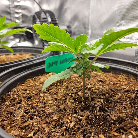 Red Velvet runtz  growlog photo: Booming 💥 💥 💥 💥 💥 💥 💥 