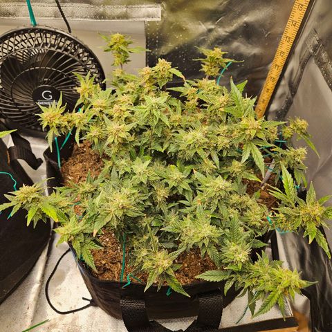 Chocolate mints og auto growlog timeline photo