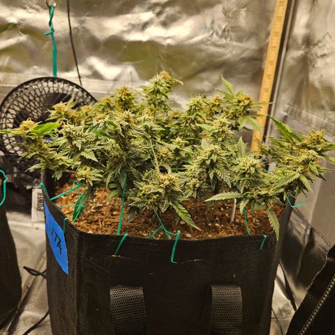 Chocolate mints og auto growlog timeline photo