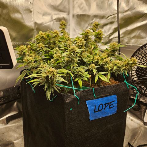 Chocolate mints og auto growlog timeline photo