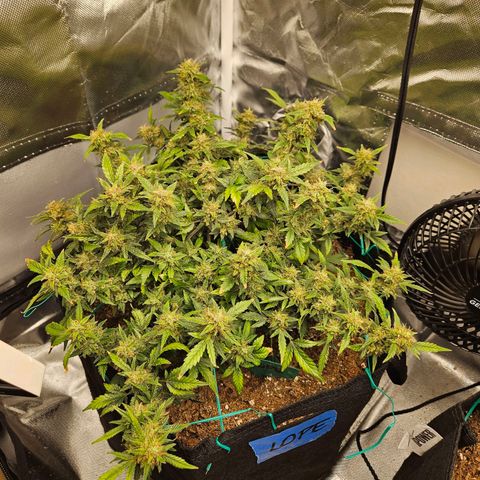 Chocolate mints og auto growlog timeline photo