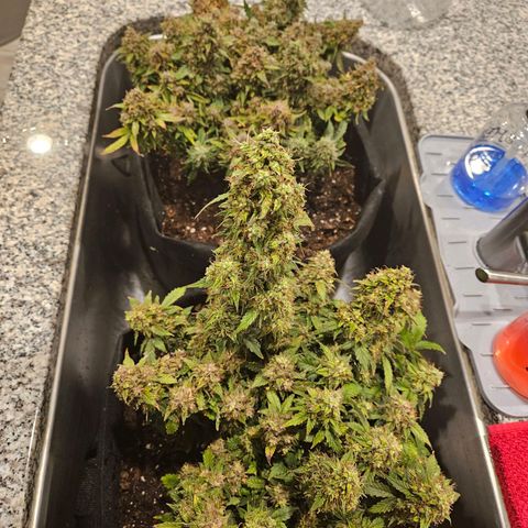 Chocolate mints og auto growlog timeline photo