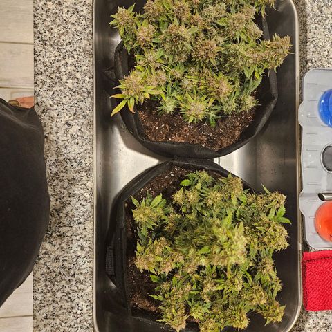 Chocolate mints og auto growlog timeline photo