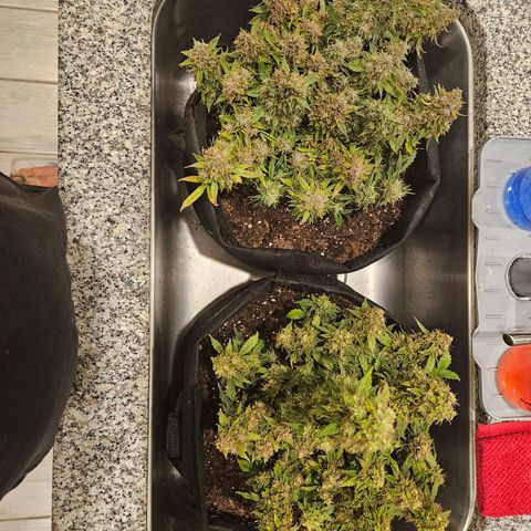 Chocolate mints og auto growlog timeline photo