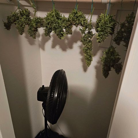 Chocolate mints og auto growlog photo: Choco and Doro are chopped and hanging 