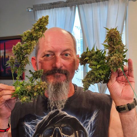 Chocolate mints og auto growlog photo: Choco and Doro are chopped and hanging 