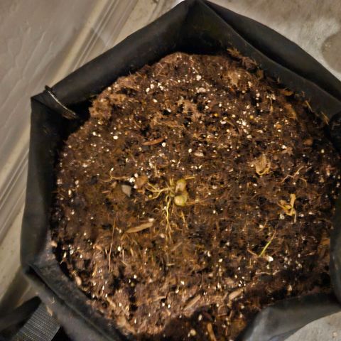 Chocolate mints og auto growlog photo: Choco and Doro are chopped and hanging 