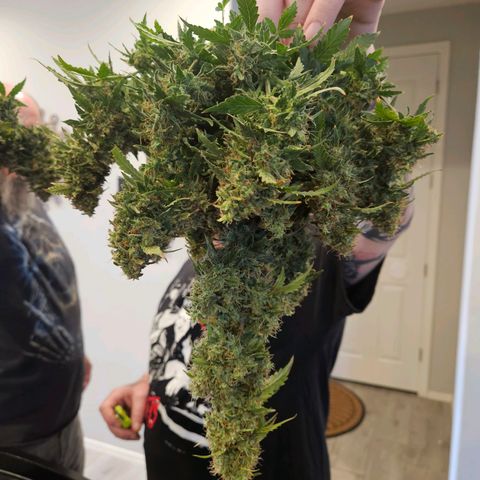 Chocolate mints og auto growlog photo: Choco and Doro are chopped and hanging 