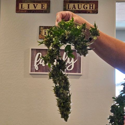 Chocolate mints og auto growlog photo: Choco and Doro are chopped and hanging 