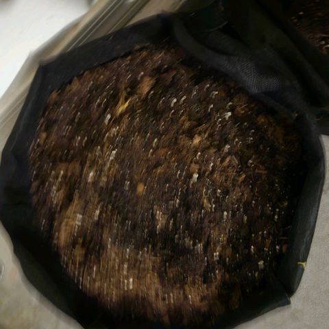 Chocolate mints og auto growlog photo: Choco and Doro are chopped and hanging 