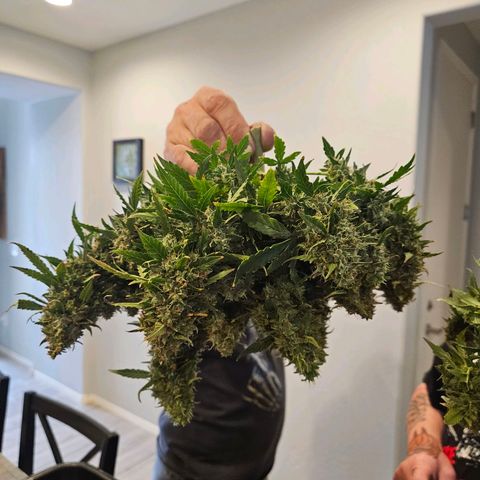 Chocolate mints og auto growlog photo: Choco and Doro are chopped and hanging 