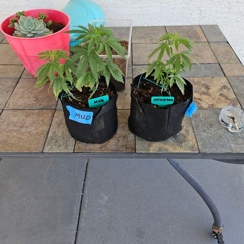 GREAT UNKNOWN  growlog timeline photo