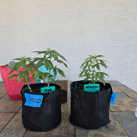 GREAT UNKNOWN  growlog timeline photo