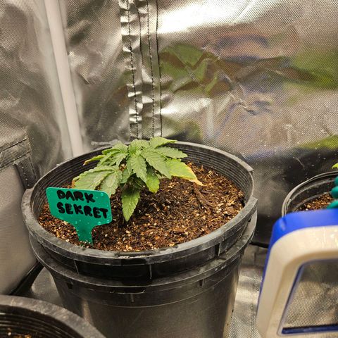 Red Velvet runtz  growlog timeline photo