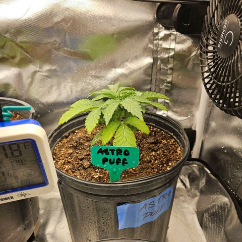 Red Velvet runtz  growlog timeline photo