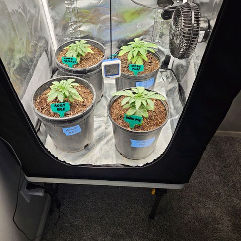 Red Velvet runtz  growlog timeline photo
