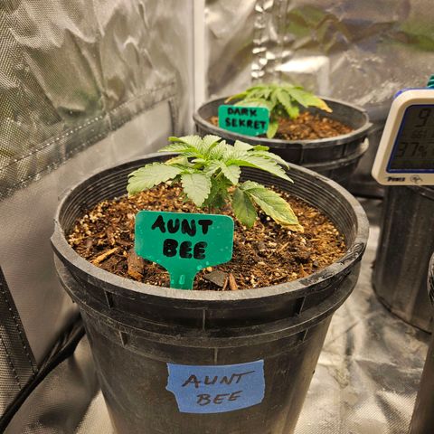 Red Velvet runtz  growlog timeline photo