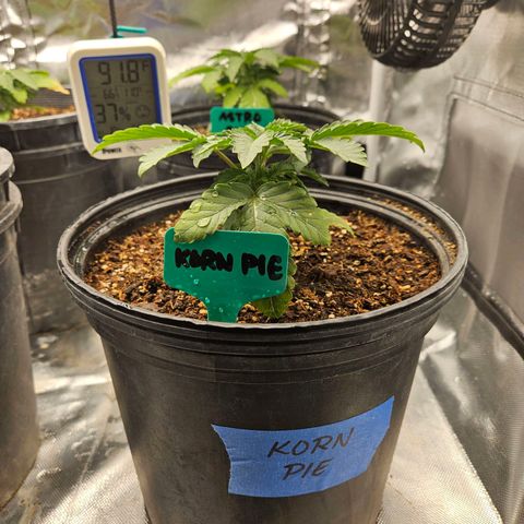 Red Velvet runtz  growlog timeline photo
