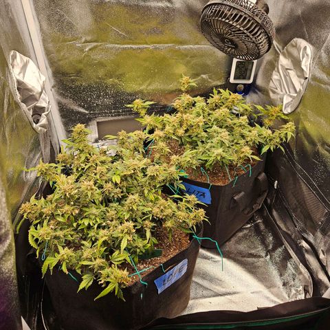 Chocolate mints og auto growlog timeline photo