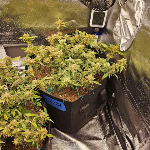 Chocolate mints og auto growlog timeline photo