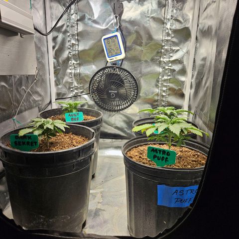 Red Velvet runtz  growlog photo: Aw they so little 