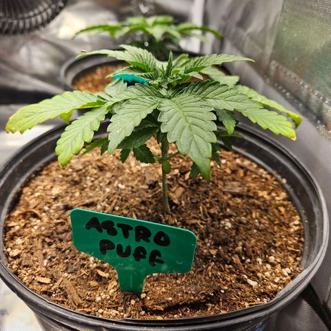 Red Velvet runtz  growlog photo: Aw they so little 