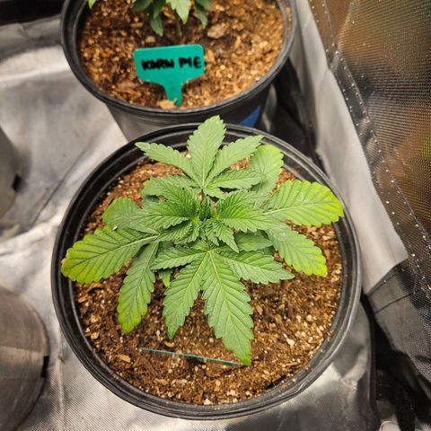 Red Velvet runtz  growlog photo: Aw they so little 