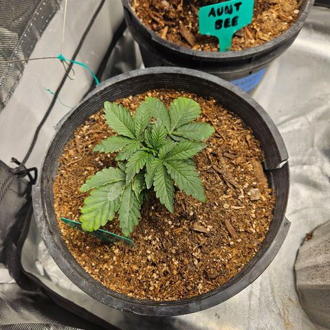 Red Velvet runtz  growlog photo: Aw they so little 