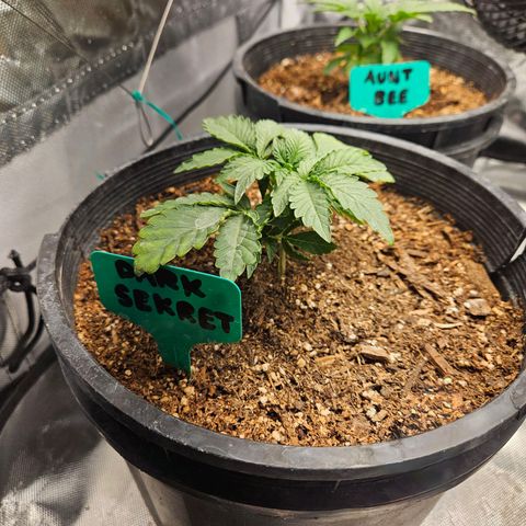 Red Velvet runtz  growlog photo: Aw they so little 