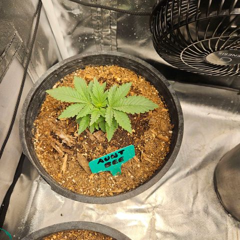 Red Velvet runtz  growlog photo: Aw they so little 