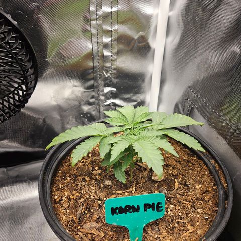 Red Velvet runtz  growlog photo: Aw they so little 