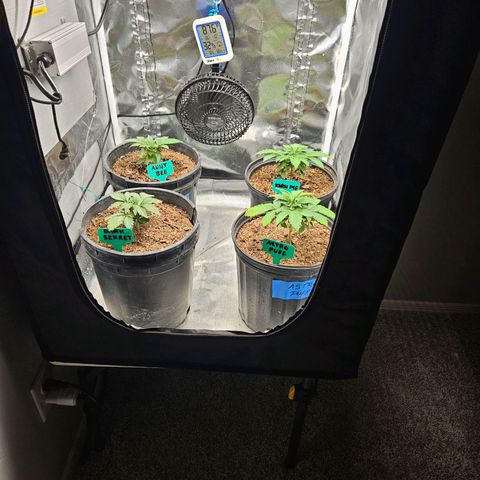 Red Velvet runtz  growlog timeline photo