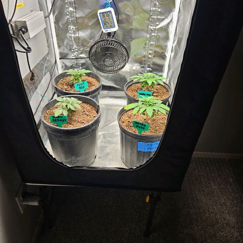 Red Velvet runtz  growlog photo: Aw they so little 
