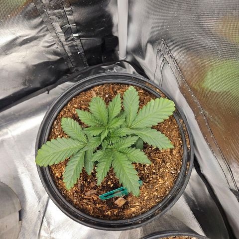 Red Velvet runtz  growlog photo: Aw they so little 