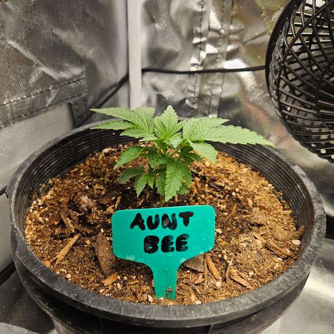 Red Velvet runtz  growlog photo: Aw they so little 