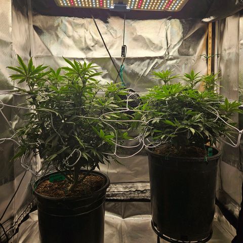 Shango church growlog timeline photo