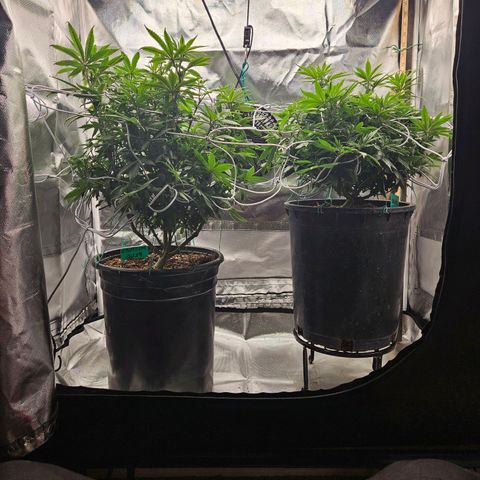 Shango church growlog timeline photo